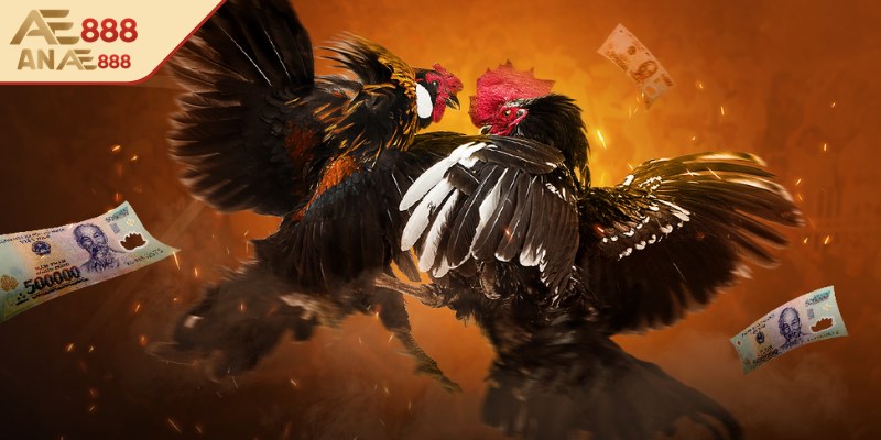 Các thể loại đá gà được yêu thích nhất tại nhà cái AE888