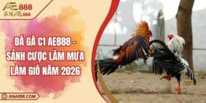 Đá gà C1 AE888 - Sảnh Cược Làm Mưa Làm Gió Năm 2026