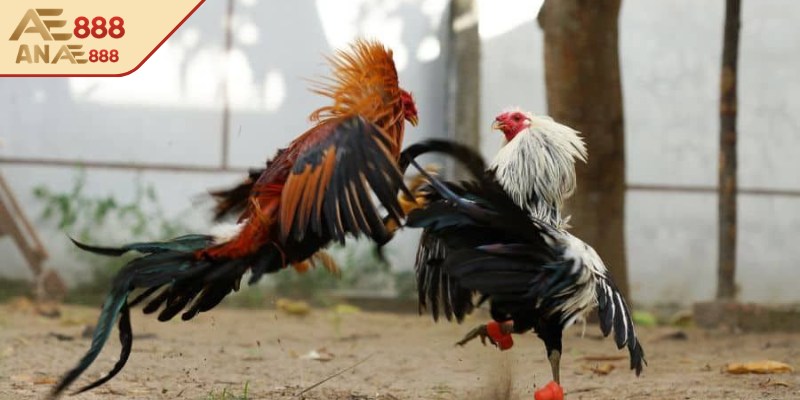 Giới thiệu về đá gà C1 AE888