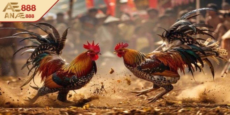 Tìm hiểu cách xem chọi kê trực tiếp tại AE888