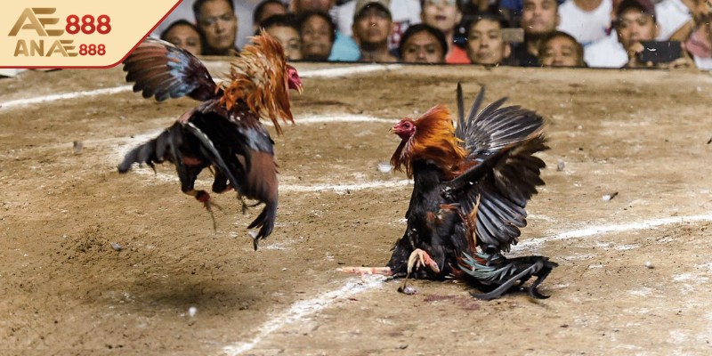 Bỏ túi kinh nghiệm để đạt kết quả đặt cược tốt nhất