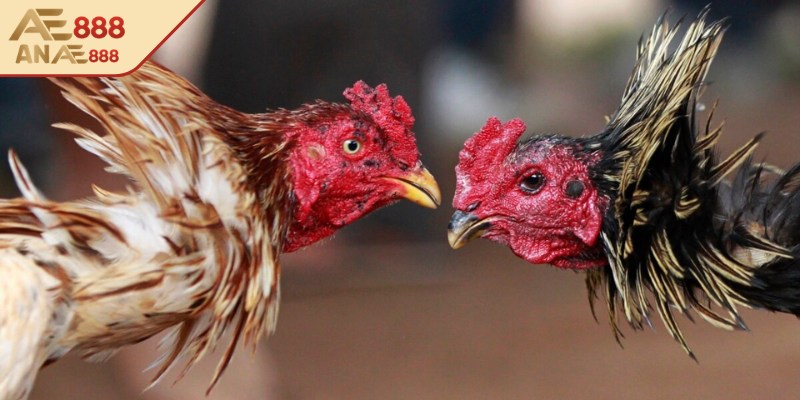 Tìm hiểu về hình thức đá gà cựa sắt AE888