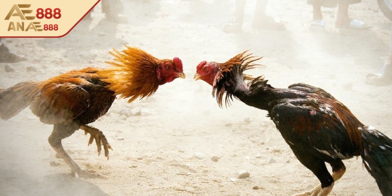 Tham gia đặt cược tại AE888 với hệ thống phát sóng full HD