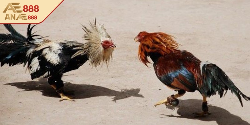 Sân chơi mang lại hình ảnh, âm thanh sắc bén, full HD