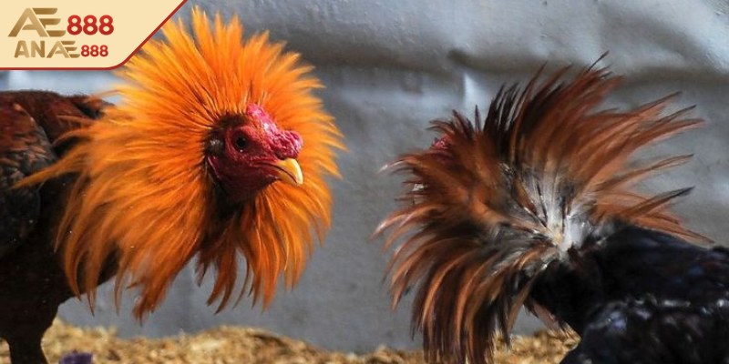 3 cửa cược phổ biến