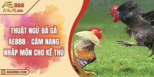 Thuật Ngữ Đá Gà AE888 - Cẩm Nang Nhập Môn Cho Kê Thủ