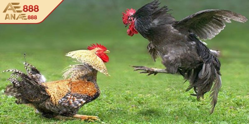 Khái niệm về thuật ngữ đá gà AE888