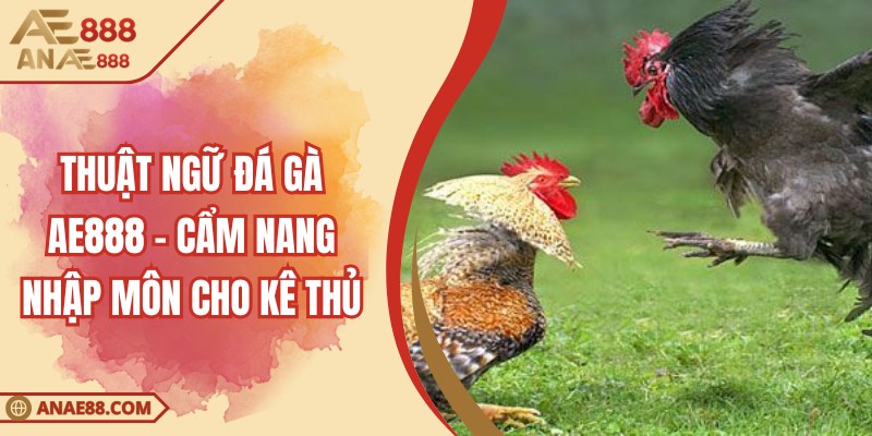 Thuật Ngữ Đá Gà AE888 - Cẩm Nang Nhập Môn Cho Kê Thủ